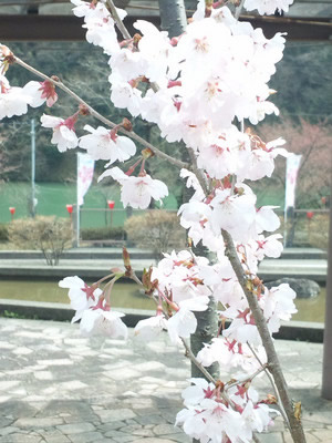 2012年4月の桜