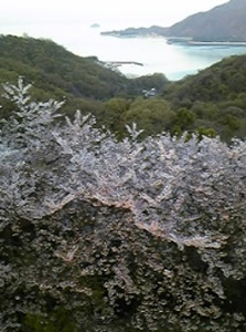 2012年4月の桜